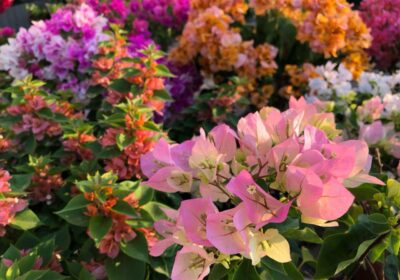 青苹果竹芋的摆放注意事项