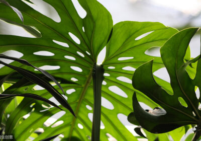 如何将香蕉皮转化为花卉肥料