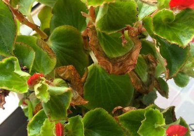 富含美感与深层含义的植物名称