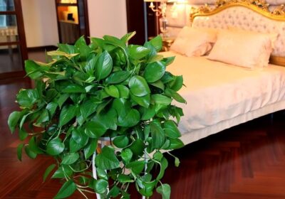 文竹的简单分株繁殖步骤