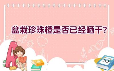 盆栽珍珠橙是否已经晒干？插图