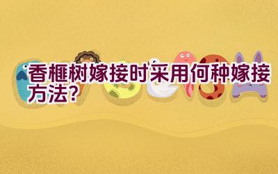 香榧树嫁接时采用何种嫁接方法？插图
