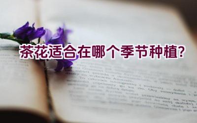 茶花适合在哪个季节种植？插图