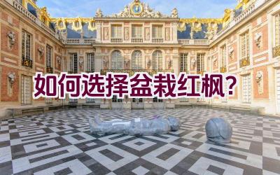 如何选择盆栽红枫？插图