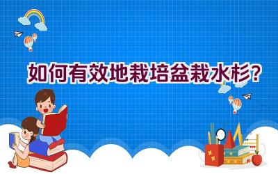 如何有效地栽培盆栽水杉？插图