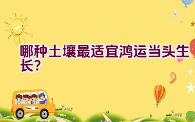 哪种土壤最适宜鸿运当头生长？插图