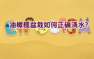 油橄榄盆栽如何正确浇水？插图