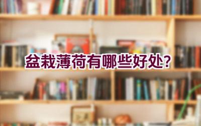 盆栽薄荷有哪些好处？插图