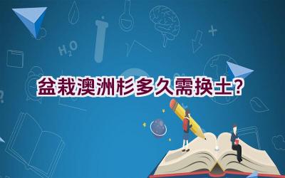 盆栽澳洲杉多久需换土？插图
