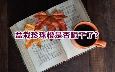 盆栽珍珠橙是否晒干了？插图