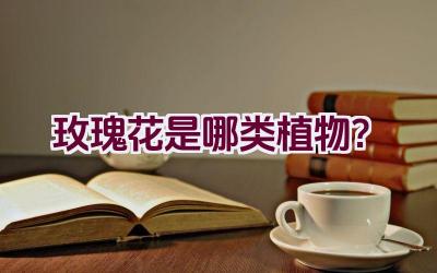 玫瑰花是哪类植物？插图