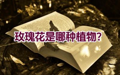 玫瑰花是哪种植物？插图