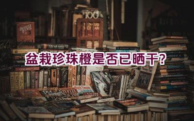 盆栽珍珠橙是否已晒干？插图