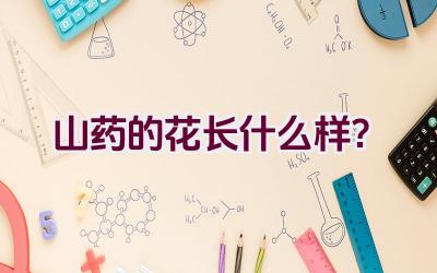 山药的花长什么样？插图