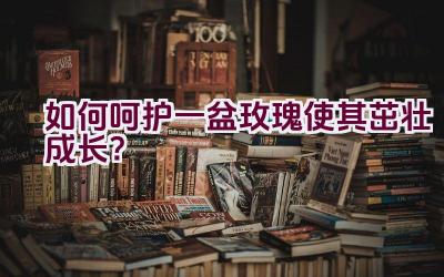 如何呵护一盆玫瑰使其茁壮成长？插图