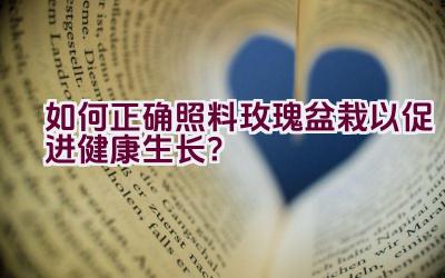 如何正确照料玫瑰盆栽以促进健康生长？插图