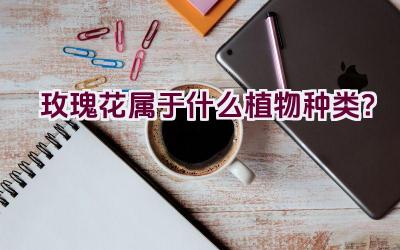玫瑰花属于什么植物种类？插图