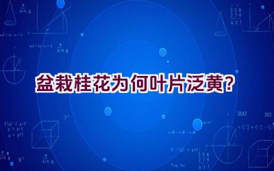 盆栽桂花为何叶片泛黄？插图