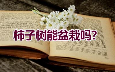 柿子树能盆栽吗？插图