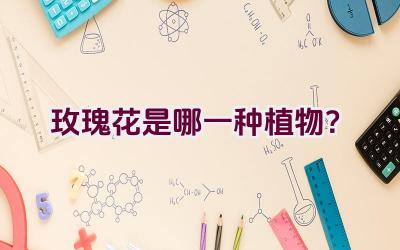 玫瑰花是哪一种植物？插图