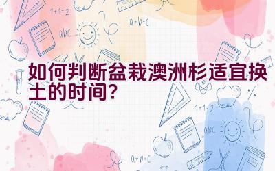 如何判断盆栽澳洲杉适宜换土的时间？插图