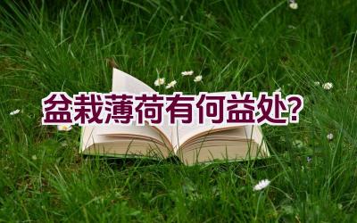 盆栽薄荷有何益处？插图