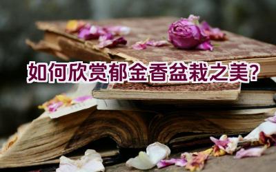 如何欣赏郁金香盆栽之美？插图