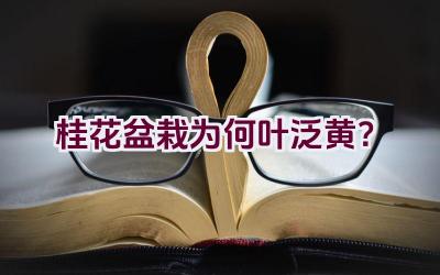 桂花盆栽为何叶泛黄？插图
