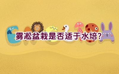雾凇盆栽是否适于水培？插图