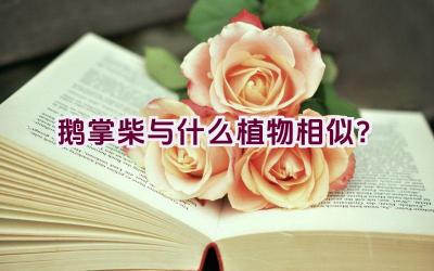 鹅掌柴与什么植物相似？插图