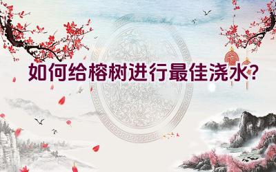 如何给榕树进行最佳浇水？插图