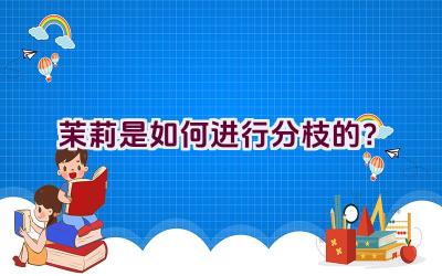 茉莉是如何进行分枝的？插图