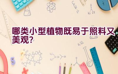 哪类小型植物既易于照料又美观？插图