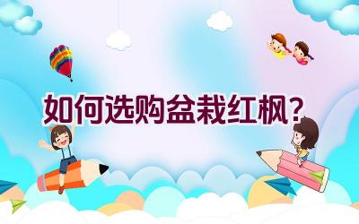 如何选购盆栽红枫？插图