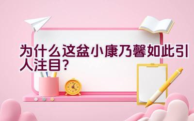 为什么这盆小康乃馨如此引人注目？插图