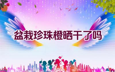 盆栽珍珠橙晒干了吗插图