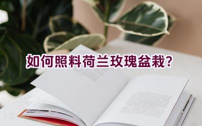 如何照料荷兰玫瑰盆栽？插图