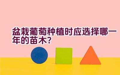 盆栽葡萄种植时应选择哪一年的苗木？插图