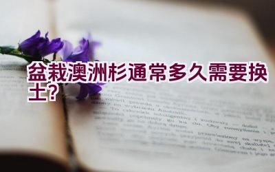 盆栽澳洲杉通常多久需要换土？插图