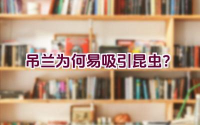 吊兰为何易吸引昆虫？