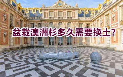盆栽澳洲杉多久需要换土？插图