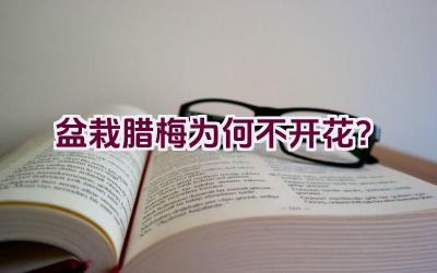 盆栽腊梅为何不开花？插图