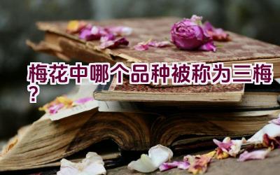梅花中哪个品种被称为三梅？插图