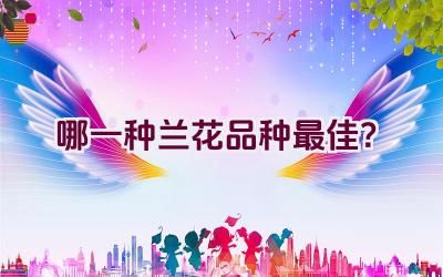 哪一种兰花品种最佳？插图