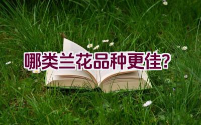 哪类兰花品种更佳？插图