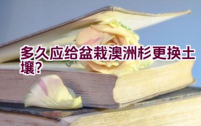 多久应给盆栽澳洲杉更换土壤？插图