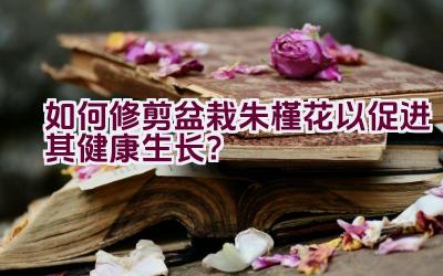 如何修剪盆栽朱槿花以促进其健康生长？插图