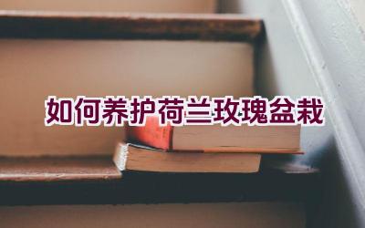 如何养护荷兰玫瑰盆栽插图
