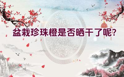 盆栽珍珠橙是否晒干了呢？插图