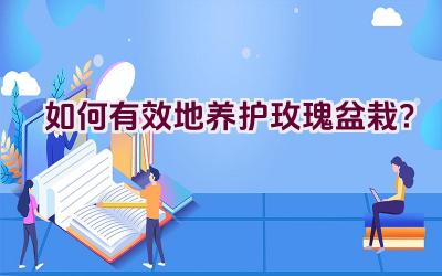 如何有效地养护玫瑰盆栽？插图